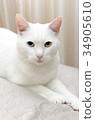 Portrait of white cat with different eyes.  34905610