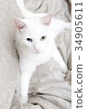 Portrait of white cat with different eyes. 34905611