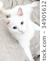 Portrait of white cat with different eyes.  34905612