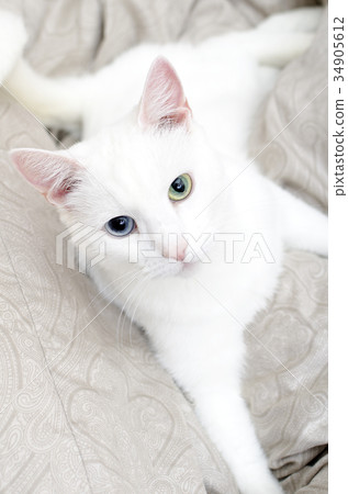 Portrait of white cat with different eyes.  34905612