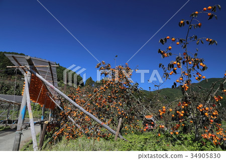 志保泰拉村 34905830