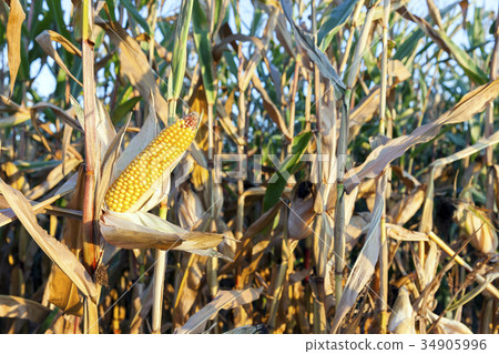 agricultural field with corn 34905996
