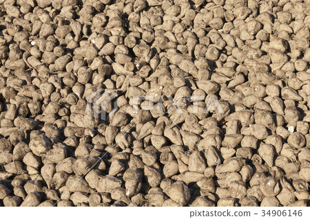 harvested sugar beet crop closeup 34906146