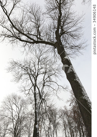 Bare tree trunks covered with snow during winter 34906148