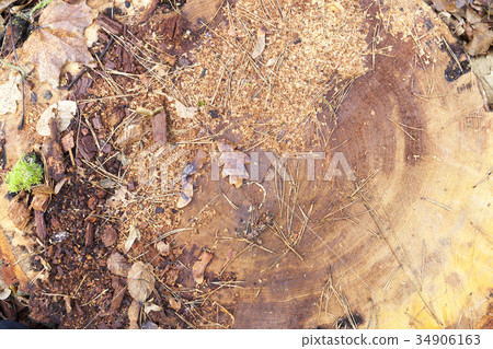 felled tree trunk close up felled tree trunk close up 34906163