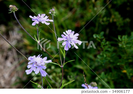 Mountain Asparagus officinalis blooms in the meadows of the first peak and the second peak 34906177