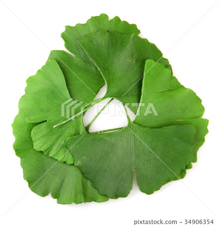 Ginkgo biloba Ginkgo biloba 34906354
