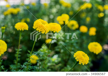Beautiful marigold flowers in the garden for King Beautiful marigold flowers in the garden for King 34906567