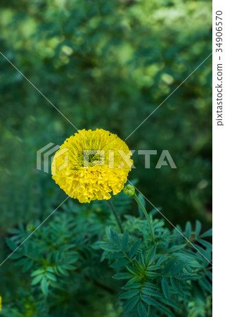 Beautiful marigold flowers in the garden for King Beautiful marigold flowers in the garden for King 34906570