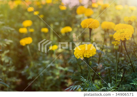 Beautiful marigold flowers in the garden for King Beautiful marigold flowers in the garden for King 34906571