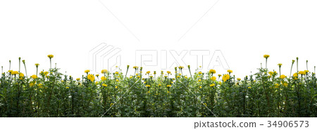marigold flowers in the garden isolated and path marigold flowers in the garden isolated and path 34906573