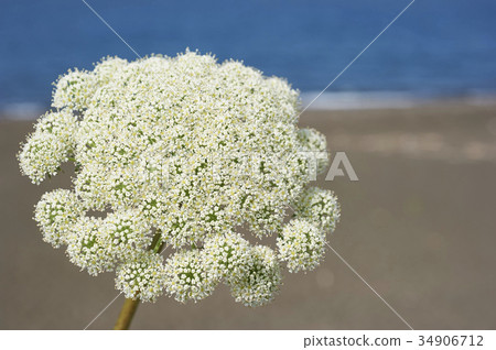 Ezo no shishio c 34906712