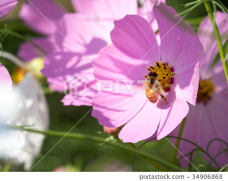 Bee working at Cosmos Bee working at Cosmos 34906868