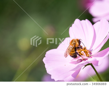 Bee working at Cosmos 34906869