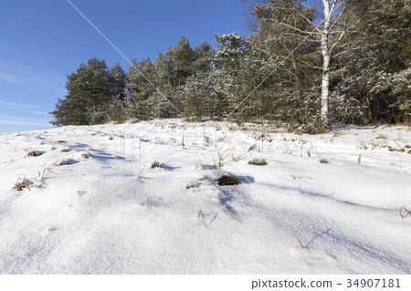 Winter forest, close-up Winter forest, close-up 34907181