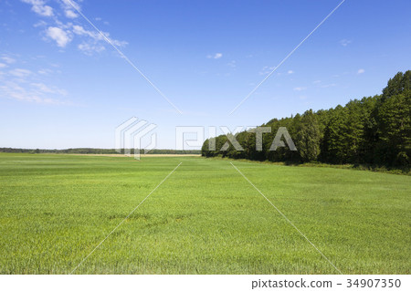 Green field and blue sky Green field and blue sky 34907350