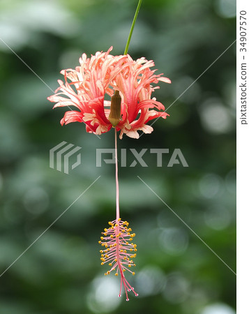 Fulinbrasso 34907570