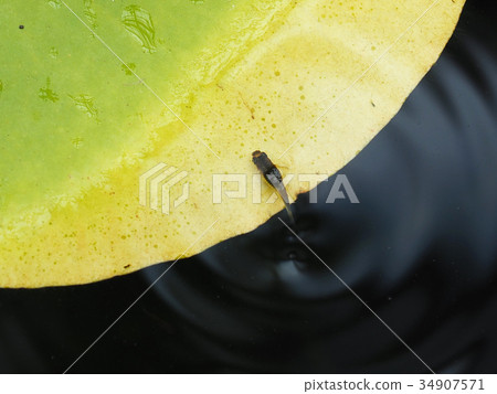 Salmon fry Salmon fry 34907571