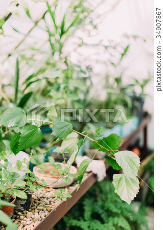 Lovely view of green leaves of different plants in 34907867