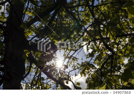Sun Shining 34907868