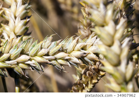 Wheat growing on a farm Wheat growing on a farm 34907962