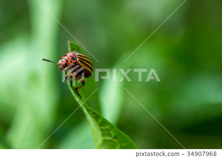 Colorado beetle on potato leaves - selective focus Colorado beetle on potato leaves - selective focus 34907968