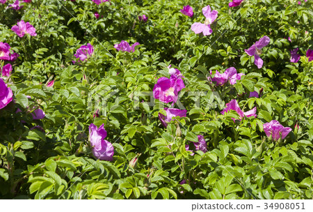 Flowers of dog-rose Flowers of dog-rose 34908051
