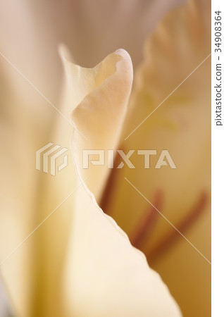 Glad flower fragment Glad flower fragment 34908364