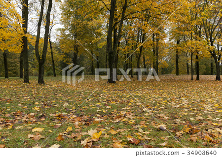 trees in a city park in late fall trees in a city park in late fall 34908640