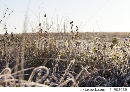 frozen dry grass close up 34908686