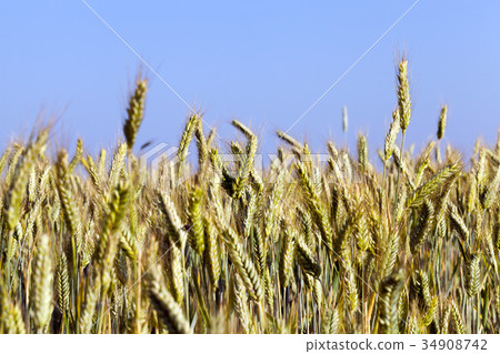 ears of rye in the Agricultural field 34908742
