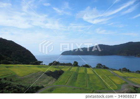 禁忌的稻田露台 34908827