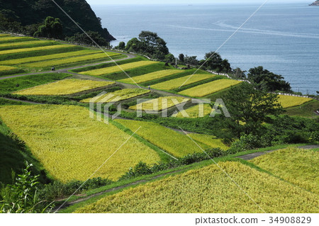 Rice terrace of Tabu 34908829