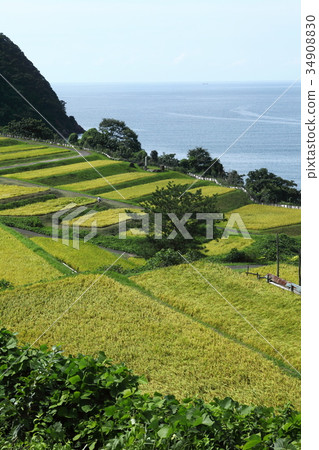 禁忌的稻田露台 34908830