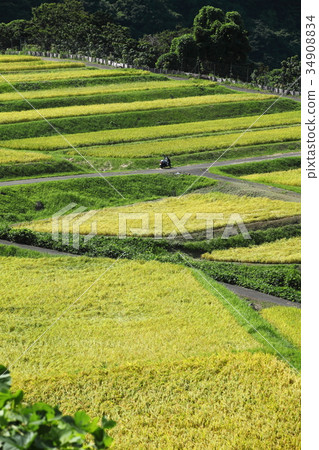 禁忌的稻田露台 34908834