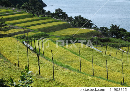 禁忌的稻田露台 34908835