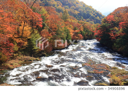 Yukawa's autumn leaves Yukawa's autumn leaves 34908896