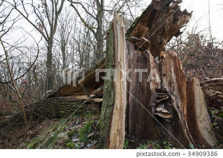 dead tree in wood 34909386