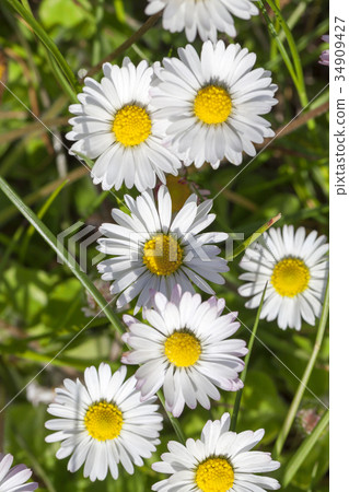 Daisy flowers , top Daisy flowers , top 34909427