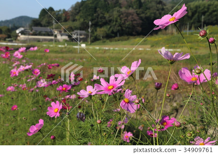 Satoyama Cosmos Sakahara-cho, Nara City Satoyama Cosmos Sakahara-cho, Nara City 34909761