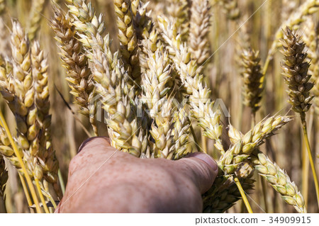 rye spikelets rye spikelets 34909915