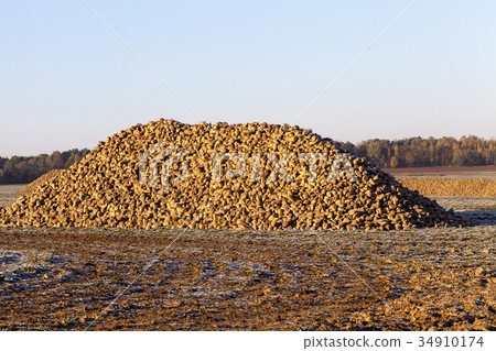 beet roots, the field beet roots, the field 34910174