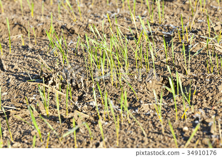 stalk of wheat, frost stalk of wheat, frost 34910176