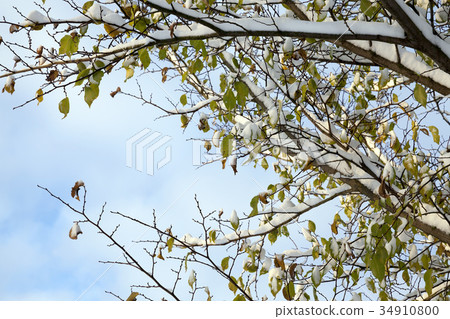young forest in winter young forest in winter 34910800