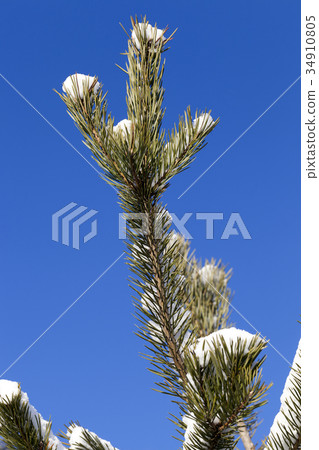 Pine forest under the snow 34910805