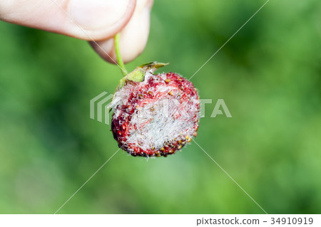 crop of a fruit garden crop of a fruit garden 34910919