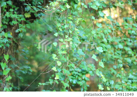 Ivy leaves Ivy leaves 34911049