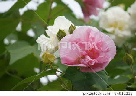 Sweet fish Sweet fish 34911225