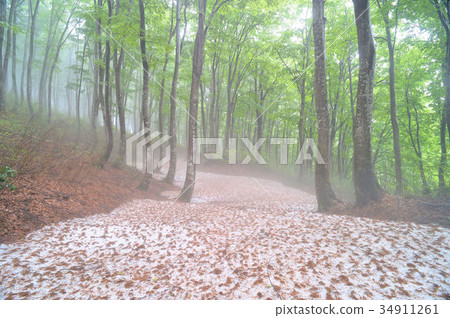 春天山毛櫸森林 春天山毛櫸森林 34911261