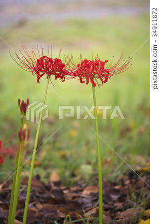 Higambuna Higambuna 34911872